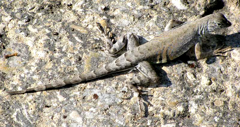 Greater Earless Lizard, COPHOSAURUS TEXANUS