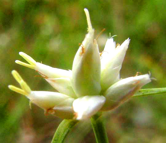 Showy Whitetop, RHYNCHOSPORA NIVEA, spikelets and bract bases