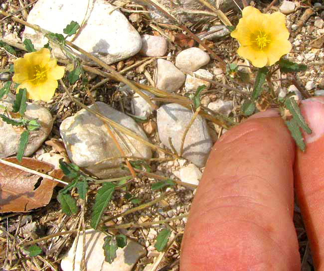 Spreading Sida, SIDA ABUTIFOLIA