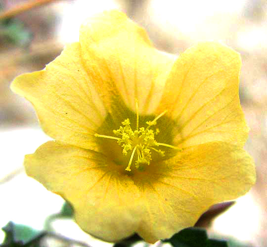 Spreading Sida, SIDA ABUTIFOLIA, flower showing anthers and styles