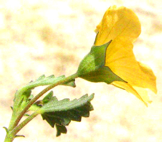 Spreading Sida, SIDA ABUTIFOLIA, flower from side showing calyx