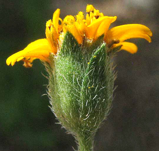 Wedelia, WEDELIA ACAPULCENSIS, hairs on involucre