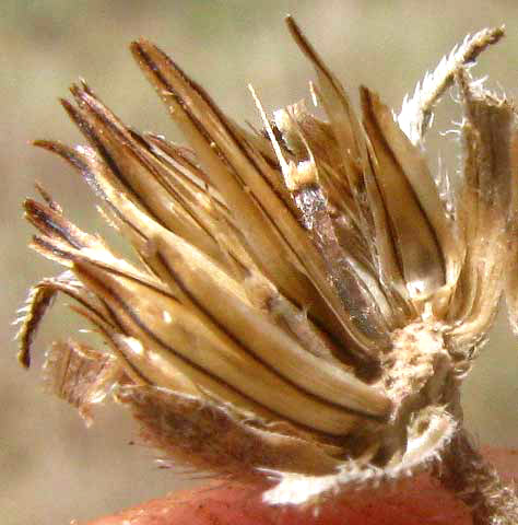 Wedelia, WEDELIA ACAPULCENSIS, cypsela showing pappus