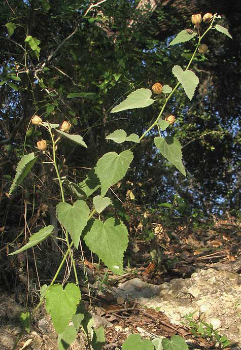 Indian Mallow, ABUTILON FRUTICOSUM, fruiting plant