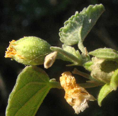 Indian Mallow, ABUTILON FRUTICOSUM, withering flowers