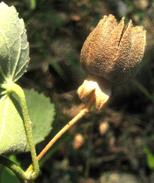 Indian Mallow, ABUTILON FRUTICOSUM, side view of fruit