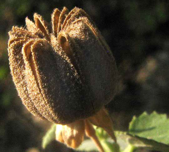 Indian Mallow, ABUTILON FRUTICOSUM, fruit