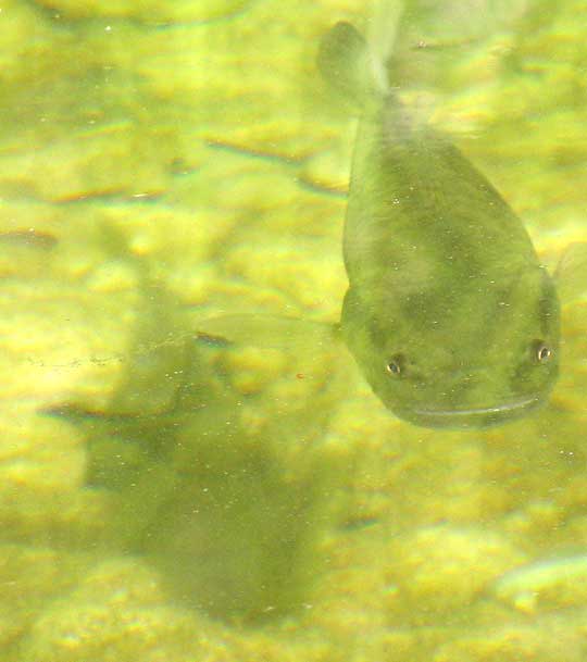 Largemouth Bass, MICROPTERUS SALMOIDES, front view