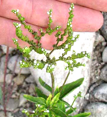 Lax Hornpod, MITREOLA PETIOLATA, inflorescence