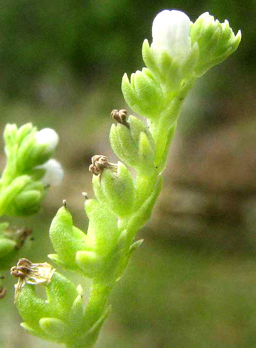 Lax Hornpod, MITREOLA PETIOLATA, flowers and fruits