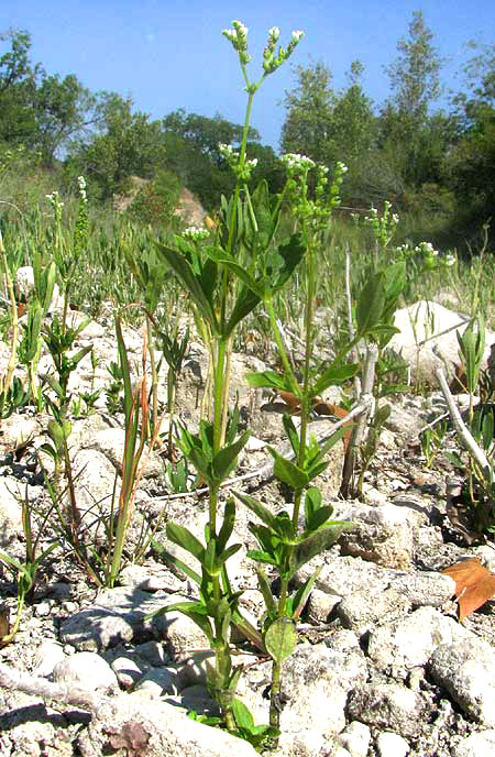 Lax Hornpod, MITREOLA PETIOLATA