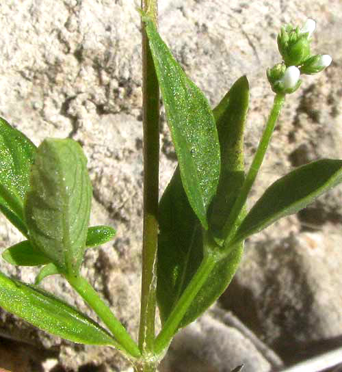 Lax Hornpod, MITREOLA PETIOLATA, leaves