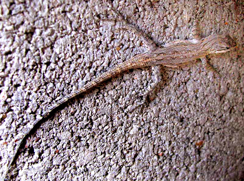 Ornate Tree Lizard, UROSAURUS ORNATUS