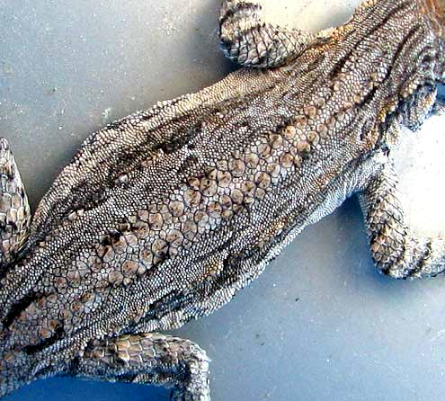Ornate Tree Lizard, UROSAURUS ORNATUS, large scales on back