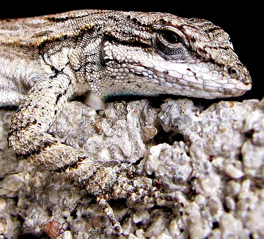 Ornate Tree Lizard, UROSAURUS ORNATUS, face