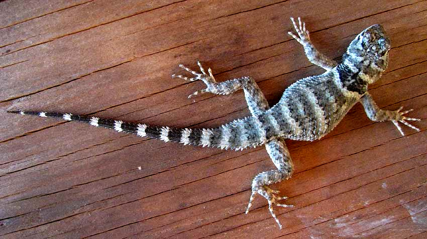 Crevice Spiny Lizard, SCELOPORUS POINSETTI