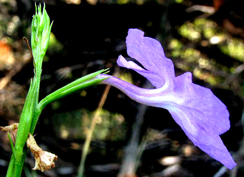 Flaxleaf Bouchea, BOUCHEA LINIFOLIA, flower, side view