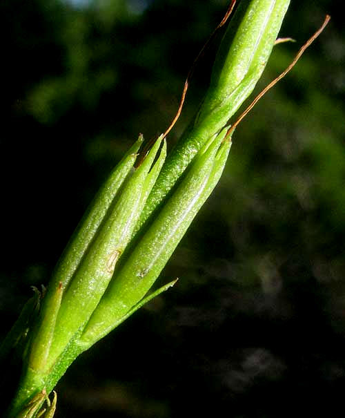 Flaxleaf Bouchea, BOUCHEA LINIFOLIA, maturing fruits