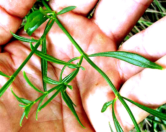 Flaxleaf Bouchea, BOUCHEA LINIFOLIA, leaves