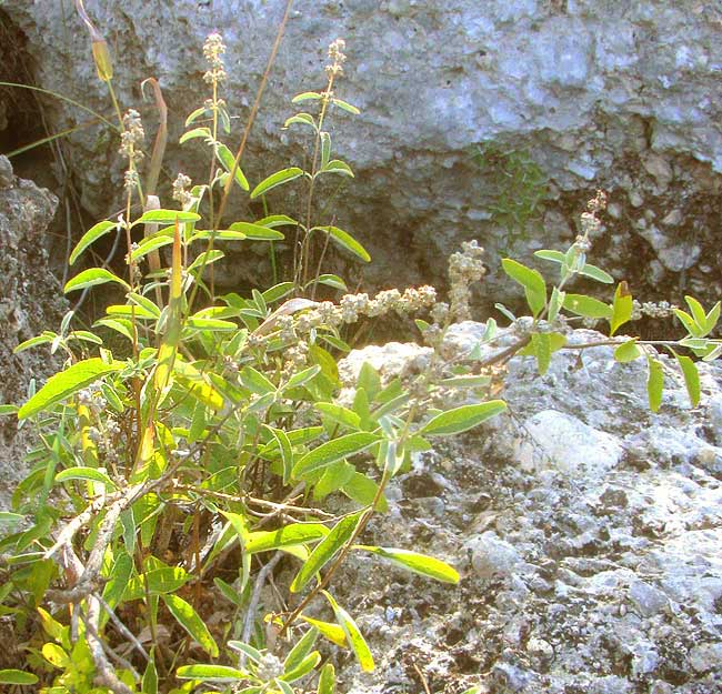 Texas Butterflybush, BUDDLEJA RACEMOSA