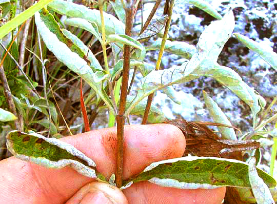 Texas Butterflybush, BUDDLEJA RACEMOSA, leaf white undersurfaces