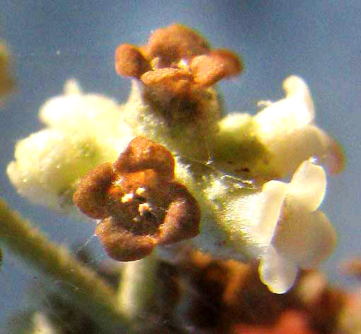 Texas Butterflybush, BUDDLEJA RACEMOSA, flowers