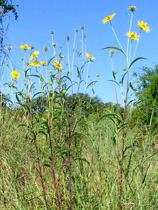 Maximilian Sunflower, HELIANTHUS MAXIMILIANI