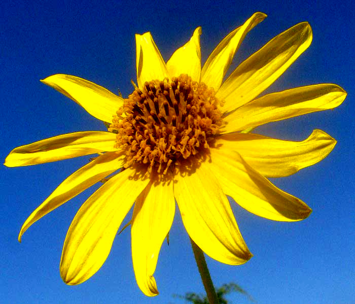 Maximilian Sunflower, HELIANTHUS MAXIMILIANI, head