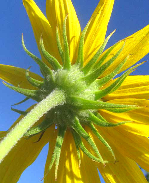 Maximilian Sunflower, HELIANTHUS MAXIMILIANI, involucre