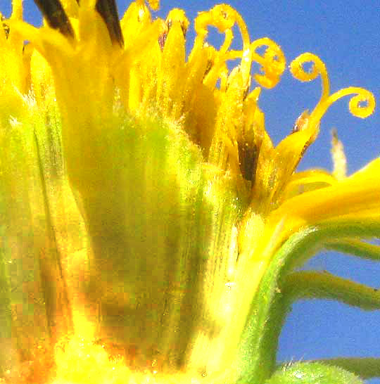 Maximilian Sunflower, HELIANTHUS MAXIMILIANI, section of head