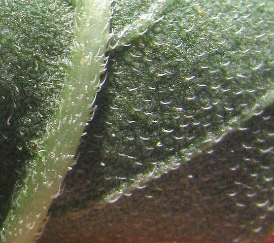 Maximilian Sunflower, HELIANTHUS MAXIMILIANI, scabrous hairs on leaf undersurface