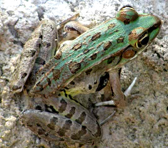 Rio Grande Leopard Frog, RANA BERLANDIERI, mostly green