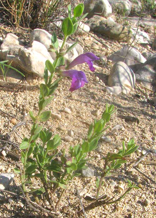 Wright's Skullcap, SCUTELLARIA WRIGHTII