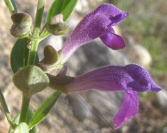 Wright's Skullcap, SCUTELLARIA WRIGHTII, flowers