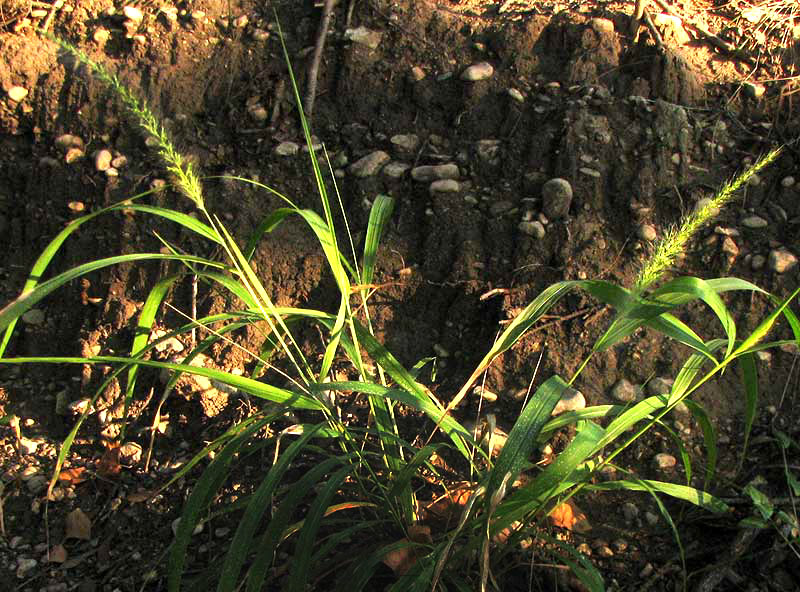 Southwestern Bristlegrass, SETARIA SCHEELEI