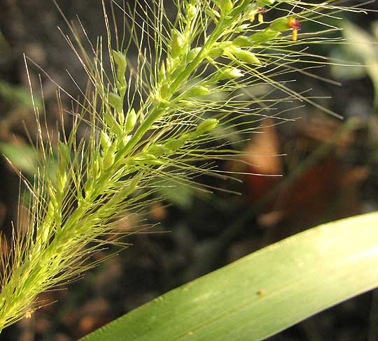 Southwestern Bristlegrass, SETARIA SCHEELEI, spikelets close-up