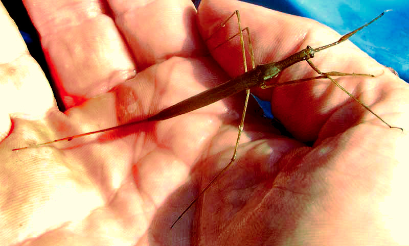 Waterscorpion, genus RANATRA, in hand