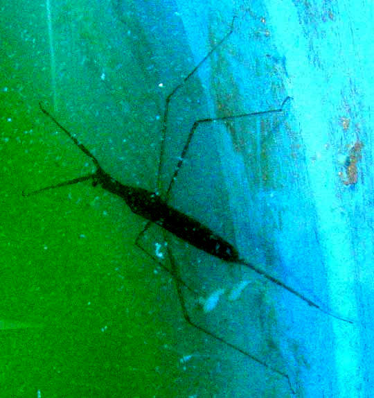 Waterscorpion, genus RANATRA, underwater