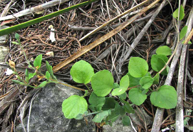 Torrey's Wrightwort, CARLOWRIGHTIA TORREYANA