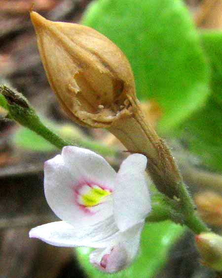 Torrey's Wrightwort, CARLOWRIGHTIA TORREYANA, flower and fruit