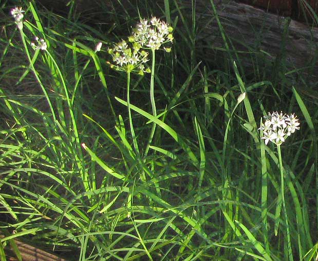 Garlic Chives, ALLIUM TUBEROSUM