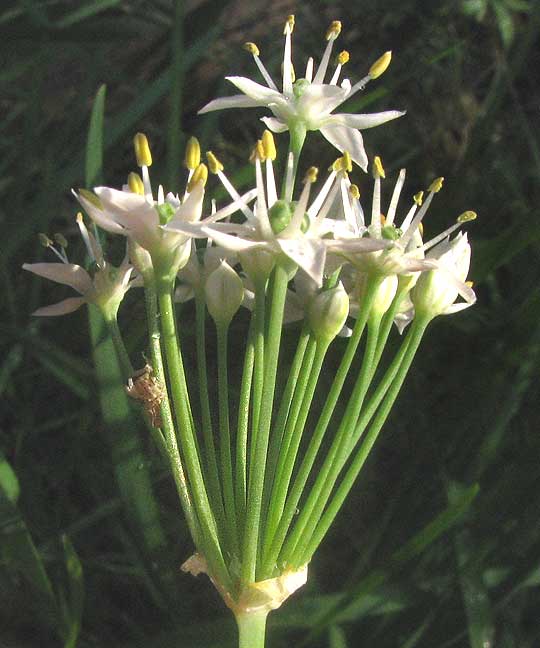 Garlic Chives, ALLIUM TUBEROSUM, umbel side view