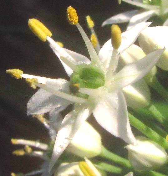 Garlic Chives, ALLIUM TUBEROSUM, flower