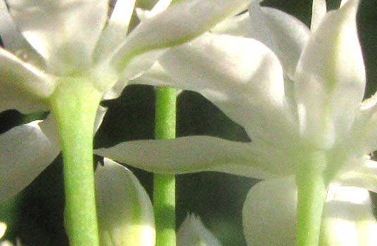 Garlic Chives, ALLIUM TUBEROSUM, flower below showing separate tepals