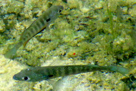 Bluegills, LEPOMIS MACROCHIRUS