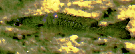 Bluegill, LEPOMIS MACROCHIRUS, showing dorsal fin