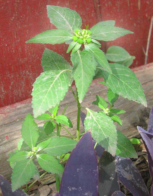 Toothed Spurge, EUPHORBIA DENTATA