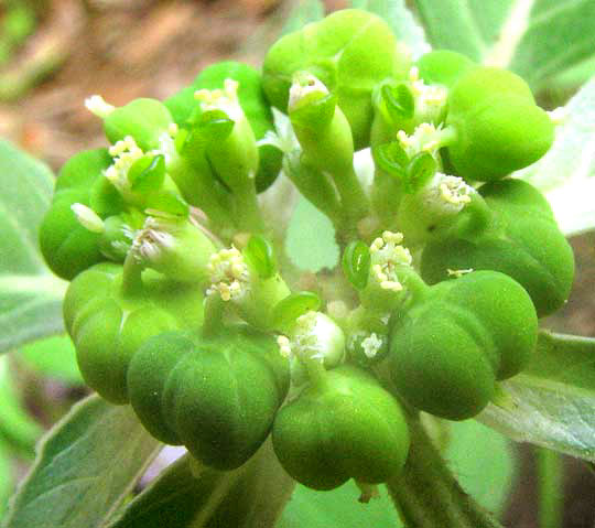 Toothed Spurge, EUPHORBIA DENTATA, flowers close-up