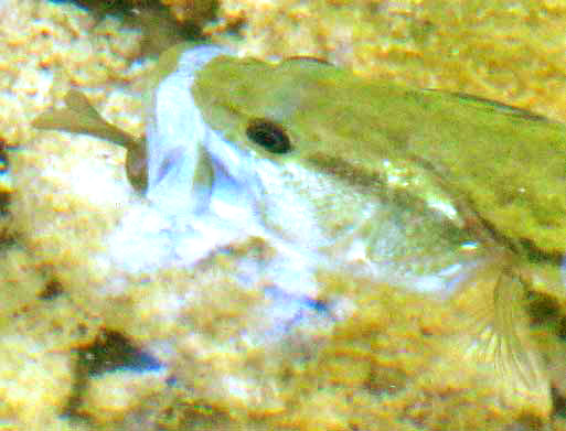 Largemouth Bass feeding on Bluegill