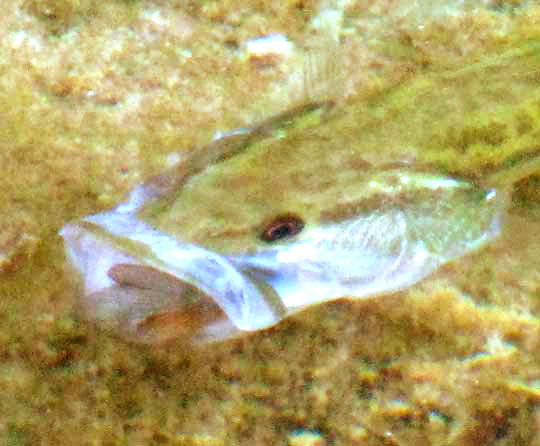 Largemouth Bass feeding on Bluegill